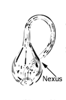 Klein Bottle, arrow points to Nexus